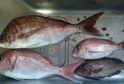 FJガイドサービス 釣果