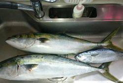 FJガイドサービス 釣果