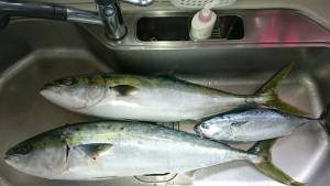 FJガイドサービス 釣果