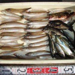 朝日丸 釣果