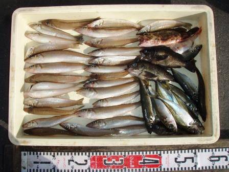 朝日丸 釣果