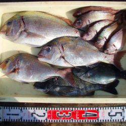 朝日丸 釣果