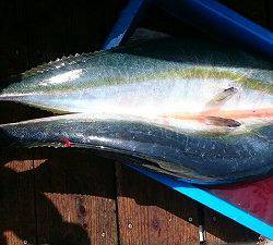 海龍丸（福岡） 釣果