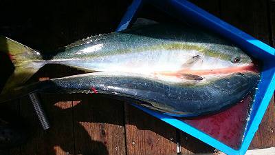 海龍丸（福岡） 釣果