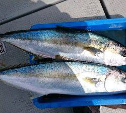 海龍丸（福岡） 釣果