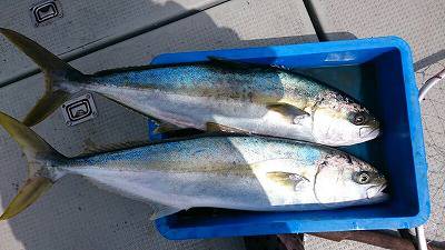 海龍丸（福岡） 釣果