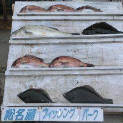 松名瀬フィッシングパーク 釣果