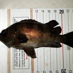 フルコンタクト 釣果