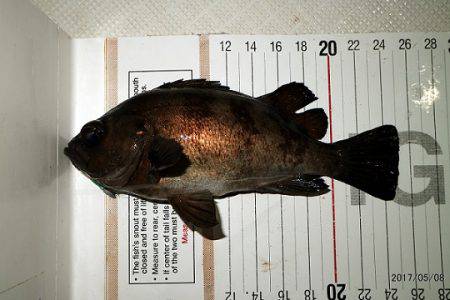 フルコンタクト 釣果