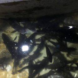 フルコンタクト 釣果