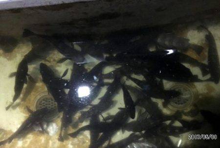 フルコンタクト 釣果