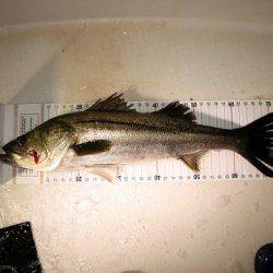 フルコンタクト 釣果