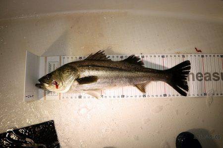 フルコンタクト 釣果