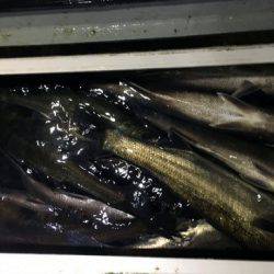 フルコンタクト 釣果