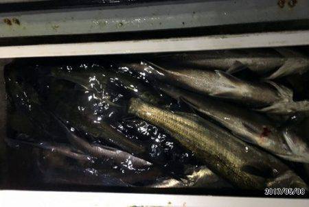 フルコンタクト 釣果