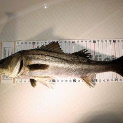 フルコンタクト 釣果