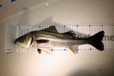 フルコンタクト 釣果