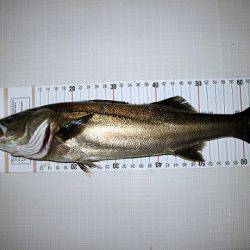 フルコンタクト 釣果