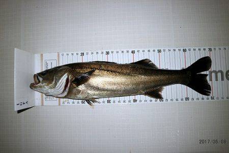 フルコンタクト 釣果