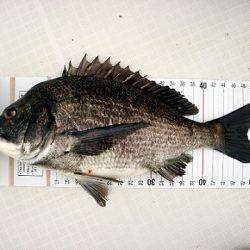 フルコンタクト 釣果