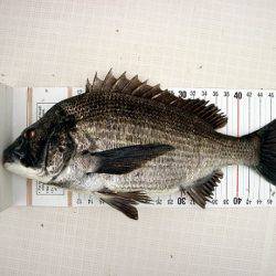 フルコンタクト 釣果