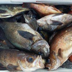 オーフリー 釣果