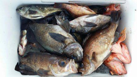 オーフリー 釣果