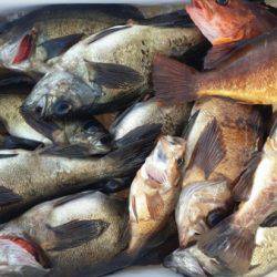 オーフリー 釣果