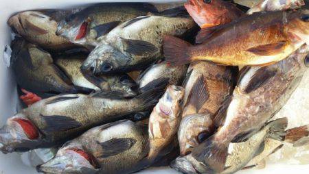 オーフリー 釣果