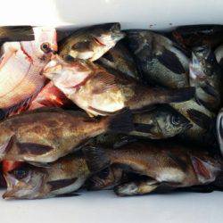 オーフリー 釣果