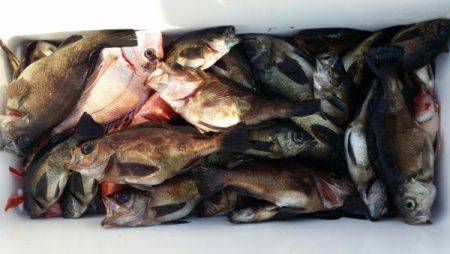 オーフリー 釣果