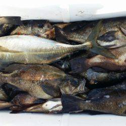 オーフリー 釣果