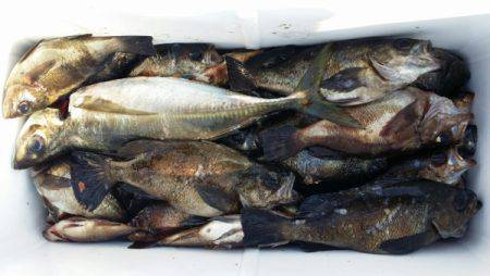 オーフリー 釣果