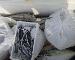 本部釣りイカダ 釣果