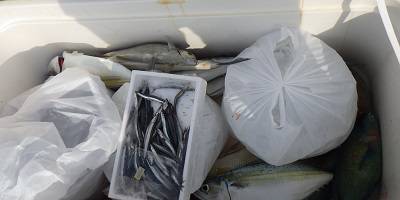 本部釣りイカダ 釣果