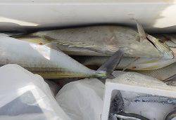 本部釣りイカダ 釣果