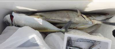 本部釣りイカダ 釣果