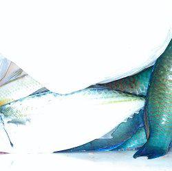 本部釣りイカダ 釣果