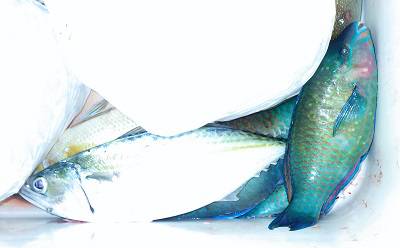 本部釣りイカダ 釣果