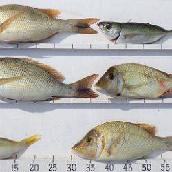 本部釣りイカダ 釣果