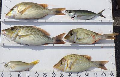 本部釣りイカダ 釣果