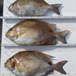 本部釣りイカダ 釣果