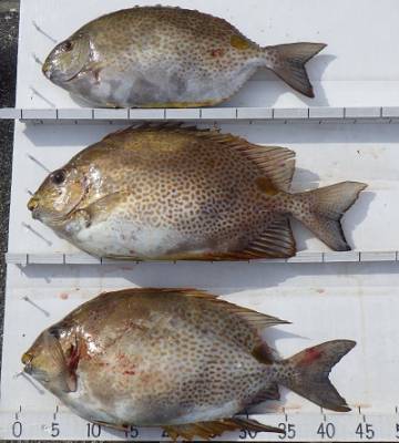 本部釣りイカダ 釣果