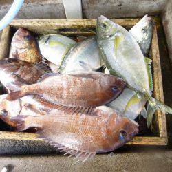 海釣り公園みかた 釣果