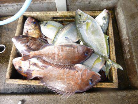 海釣り公園みかた 釣果