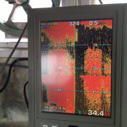 第八平成丸 釣果