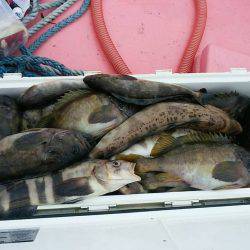 第八平成丸 釣果