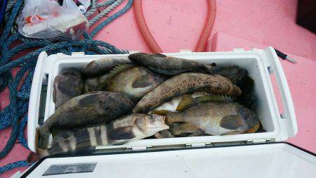 第八平成丸 釣果