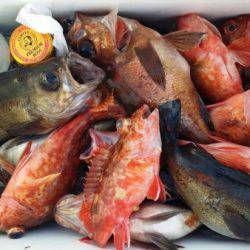 オーフリー 釣果