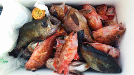 オーフリー 釣果